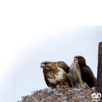 گونه سارگپه کوهی Upland Buzzard